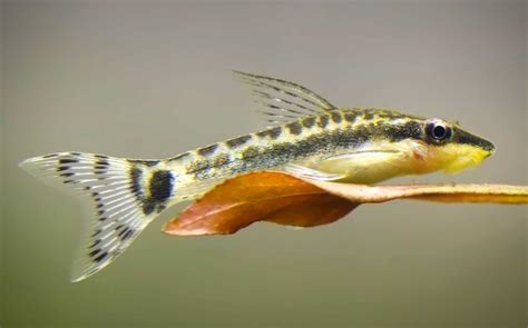 ottos fish|Oto Catfish Care: Types, Tank Setup, Diet, And .